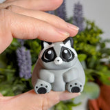 A close-up of the fat raccoon’s face — round eyes, tiny snout, and an expression that says “life is good.”