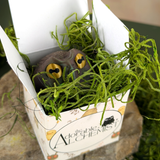 Judgmental frog in a box with greenery, branded 'the Adorable Alchemist'.