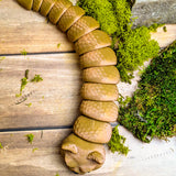 Top-down view of the Snat figurine fully extended on a wooden surface, with its sparkly brown scales and cat head resting near green moss.